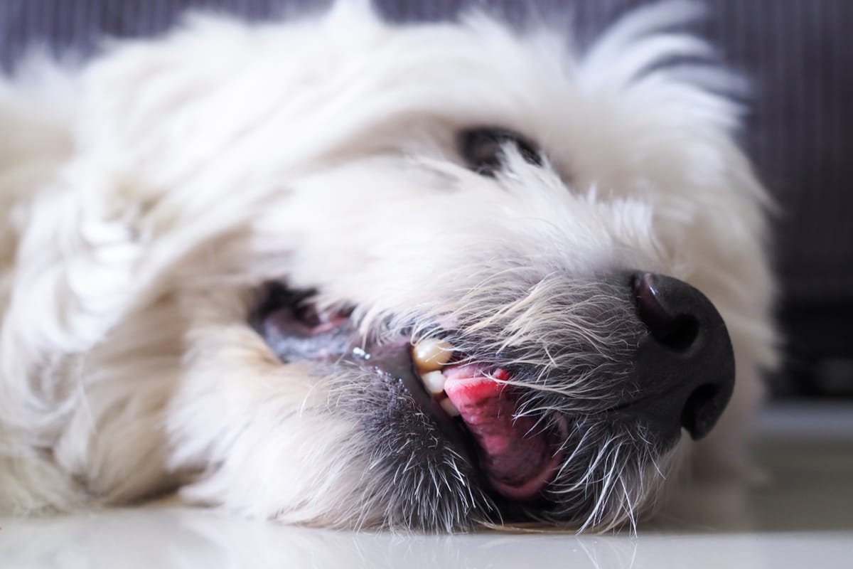 what to do if my dog is having seizures