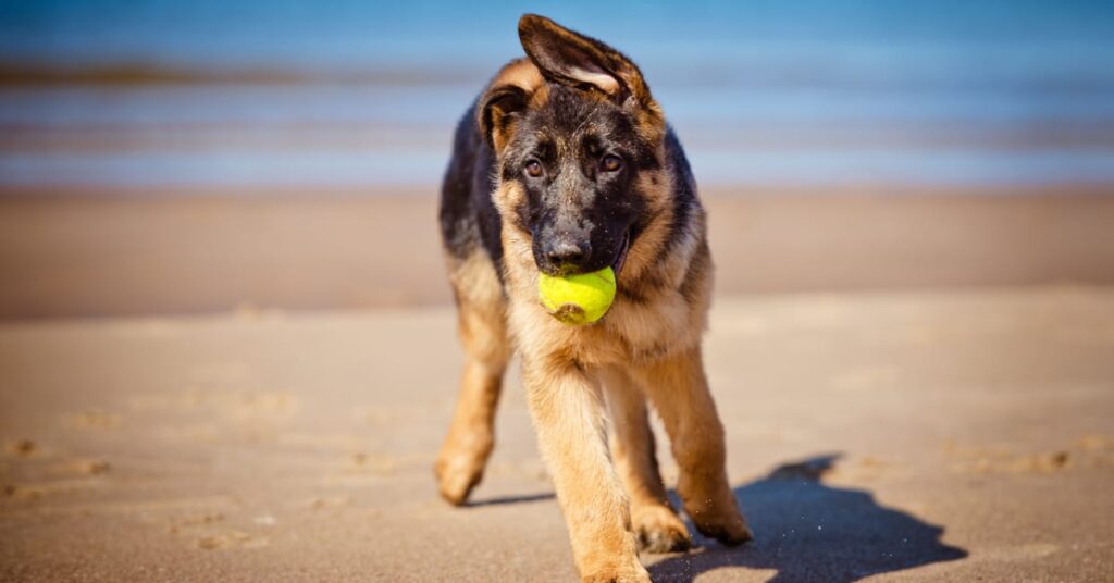 Puzzle toys for store german shepherds