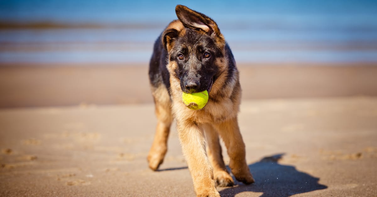 8 Best Toys for German Shepherds & Their Exercise Needs