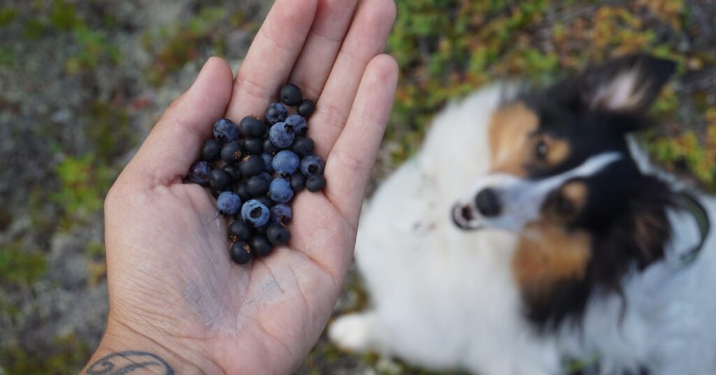 Pooches Bloobz Can Dogs Have Blueberries Furtropolis