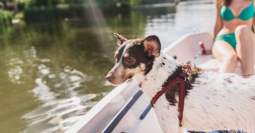 The Best Watersports For You & Your Dog This Summer! – Furtropolis
