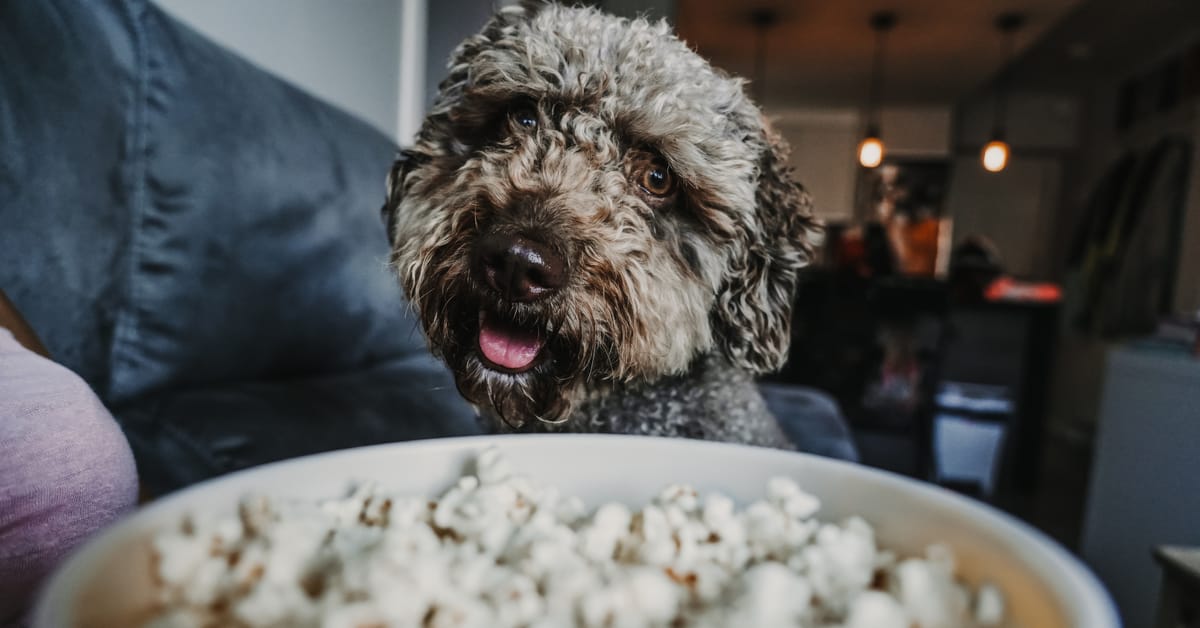 Can Dogs Eat Popcorn? Hold the Butter.