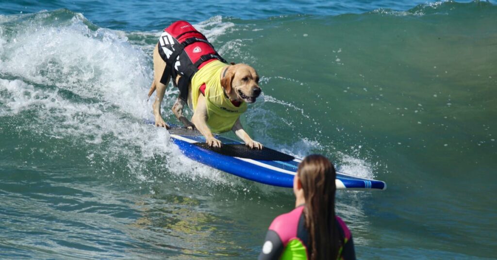dog water sports