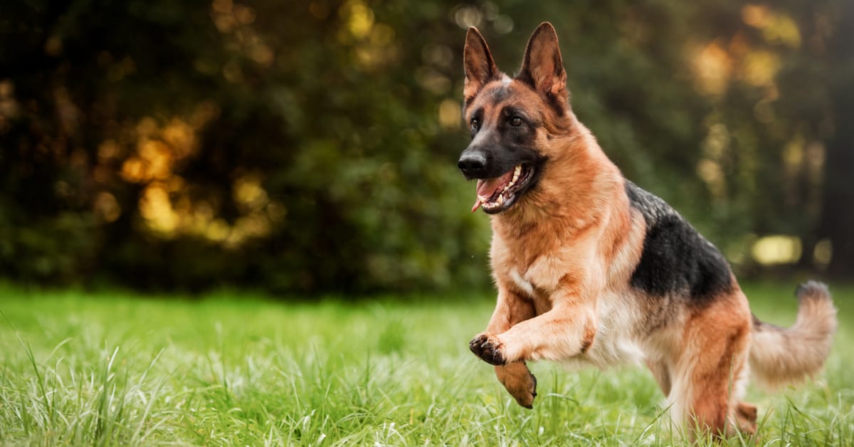 are german shepherds good outdoor dogs
