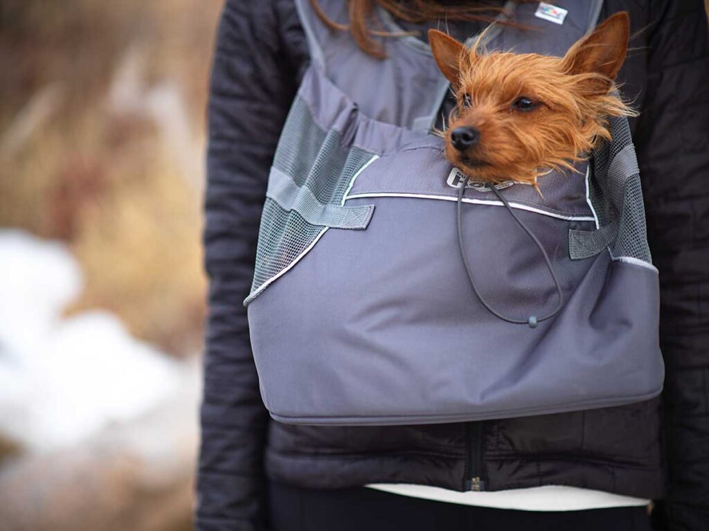 dog in a front backpack