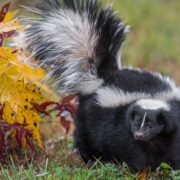 how to get skunk smell out of a dog