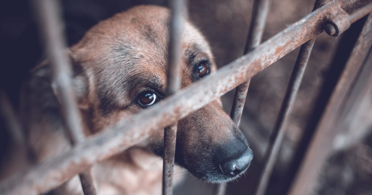 How to Report Animal Cruelty – Furtropolis