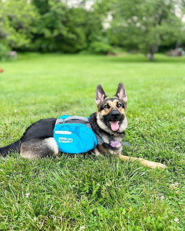 dog wearing a backpack