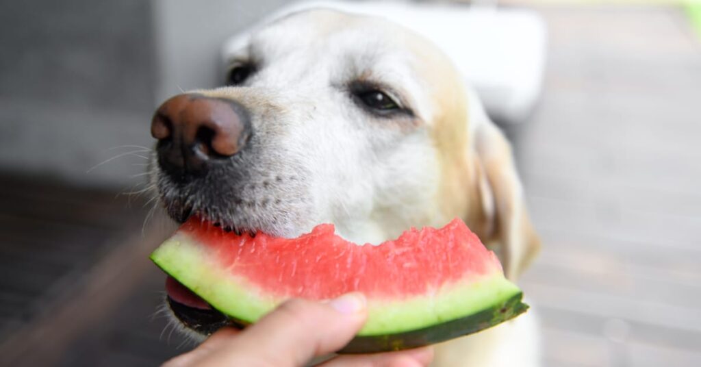 can dogs eat watermelon rind
