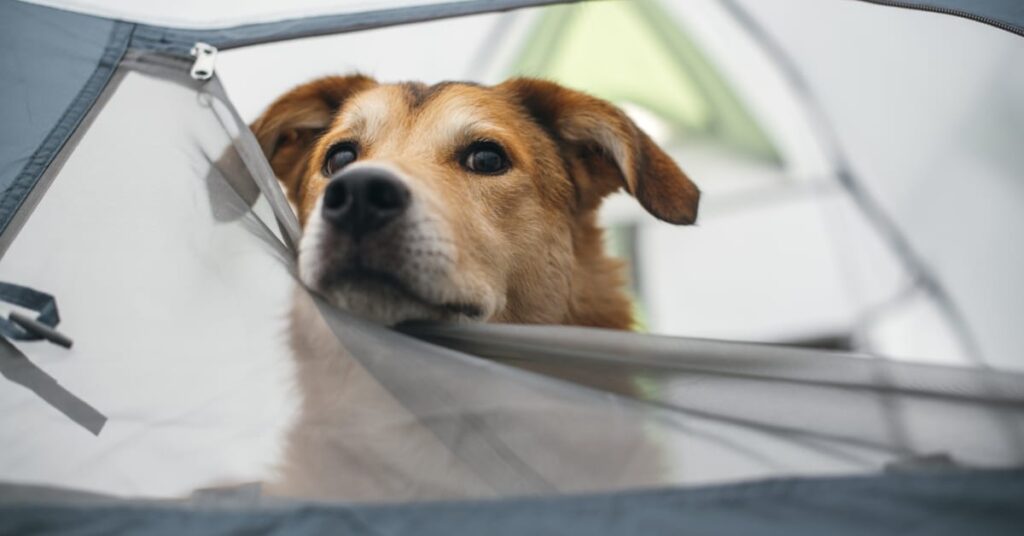 Dogs in outlet tents