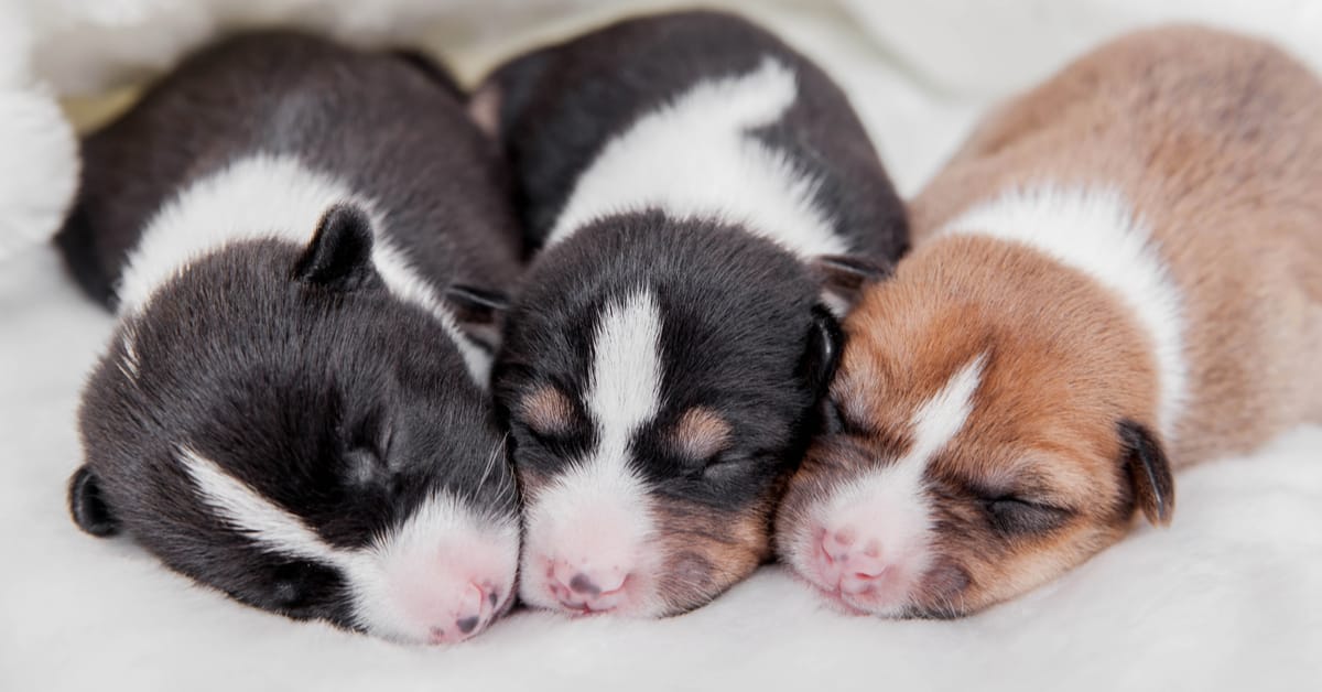 why dogs eat their newborn puppies