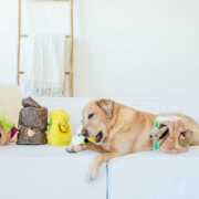 burrow toys for dogs