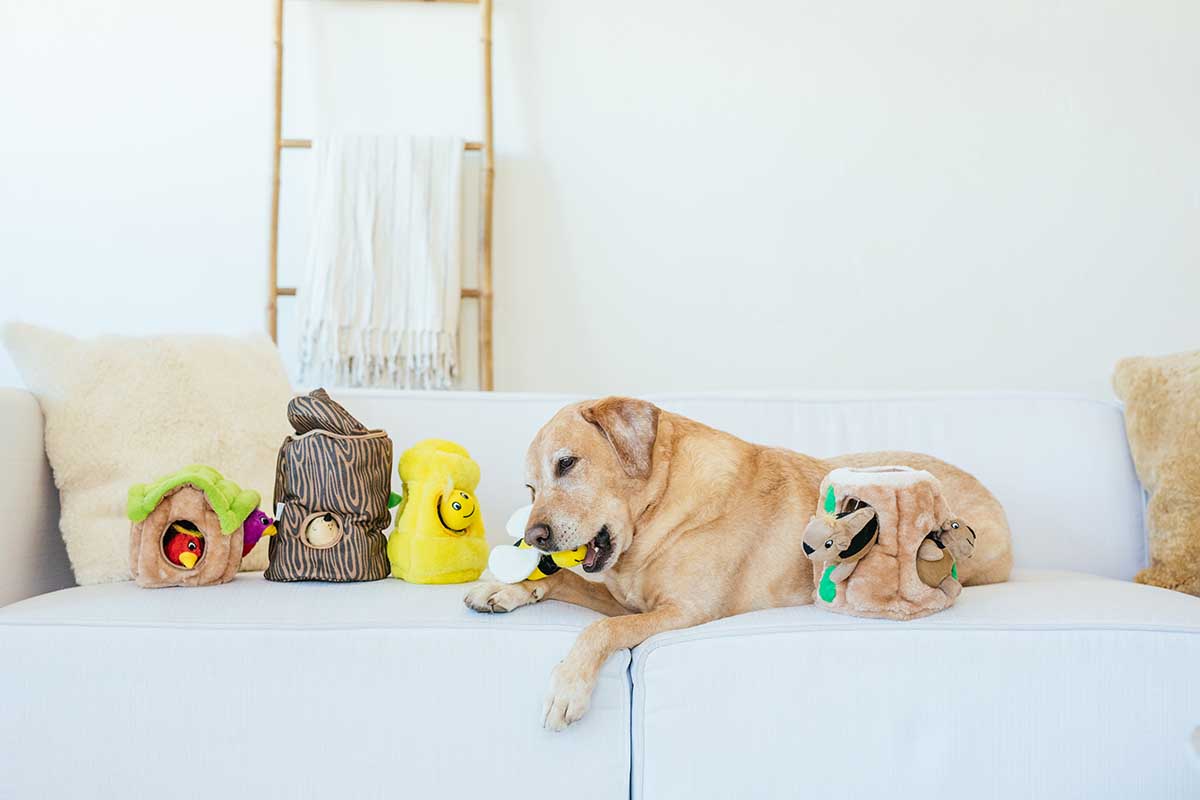 Burrow Toys for Dogs That Satisfy Their Digging Urges