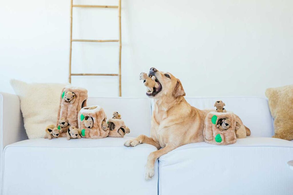 dog on couch with squirrel toys. pet prime day deals