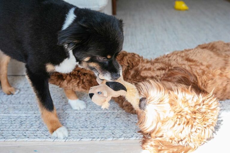 Stuffing Explosion: Why Do Dogs Destroy Toys? – Furtropolis