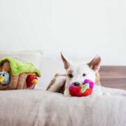 the best interactive dog toys