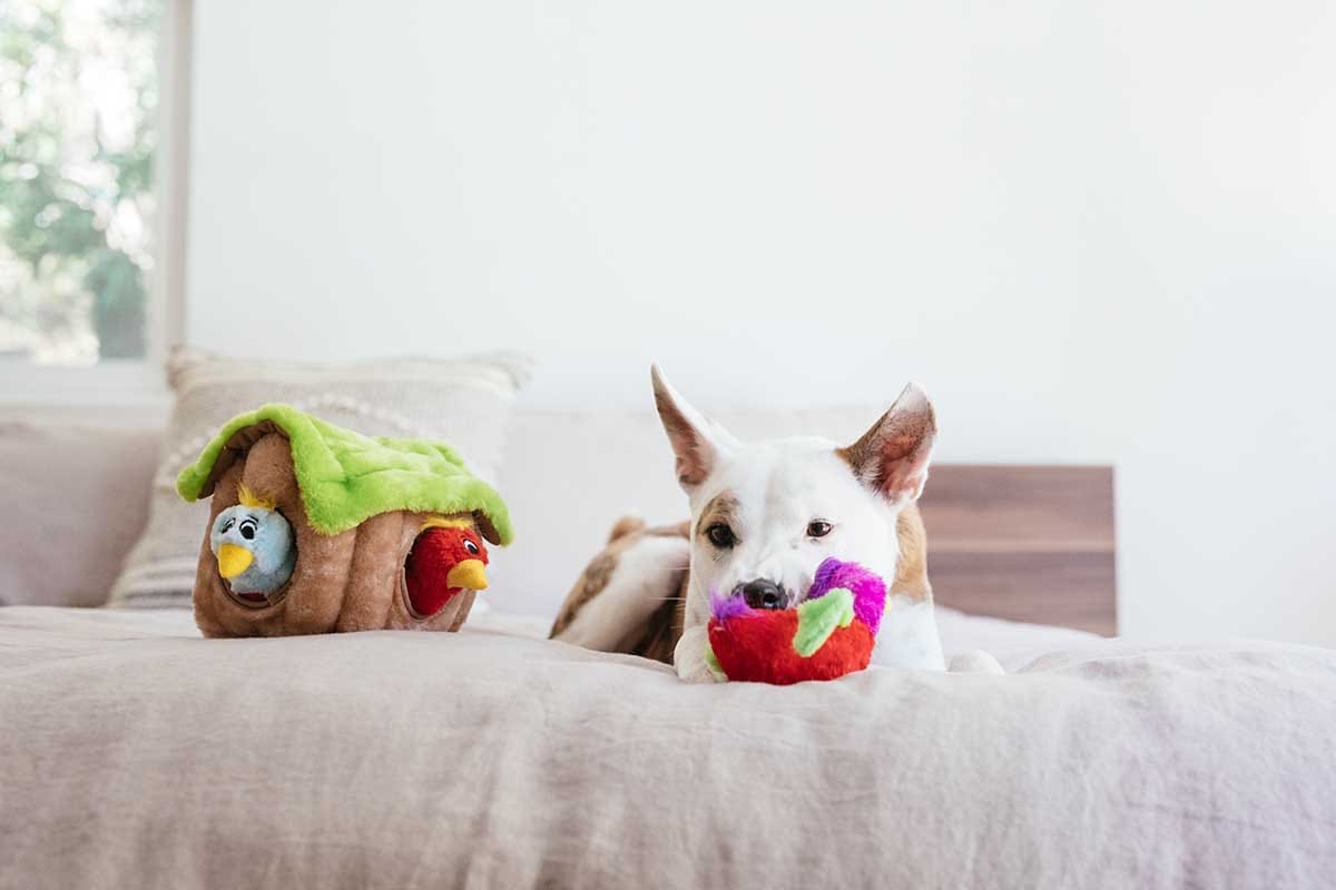 How to Pick the Best Interactive Dog Toys For Your Pup