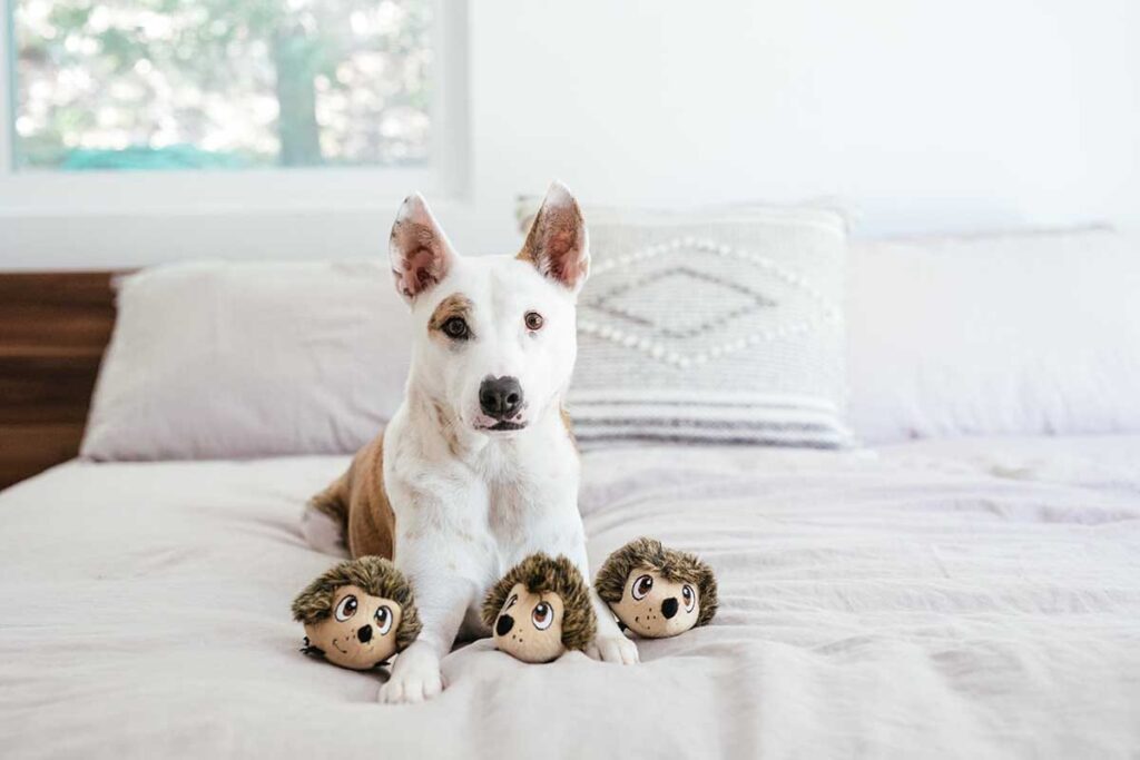 dog with 3 hedgehog toys