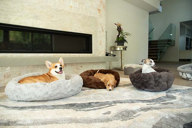 dogs on their beds