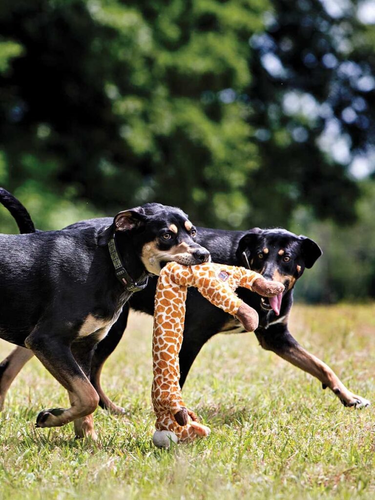 dogs playing tug outside