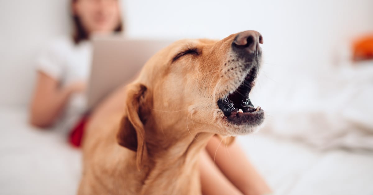 Do Dogs Get Tired of Barking?