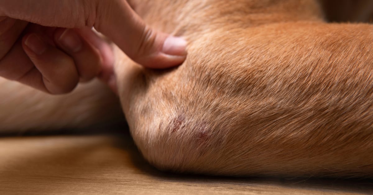 Signs, Causes, and Treatment of Elbow Dysplasia in Dogs