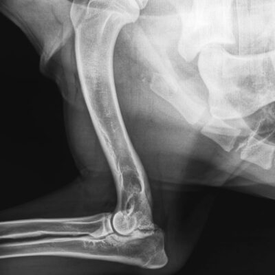 Signs, Causes, and Treatment of Elbow Dysplasia in Dogs – Furtropolis