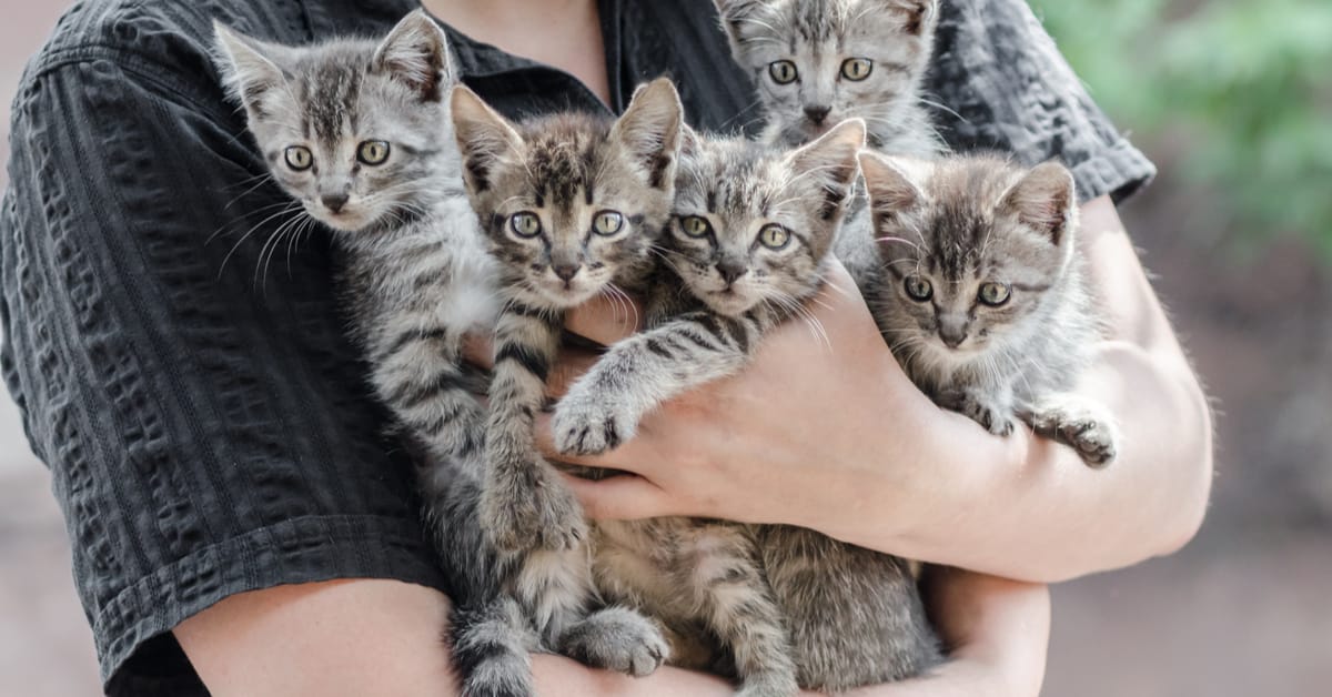 Kitten Season: What It Is and How You Can Prepare