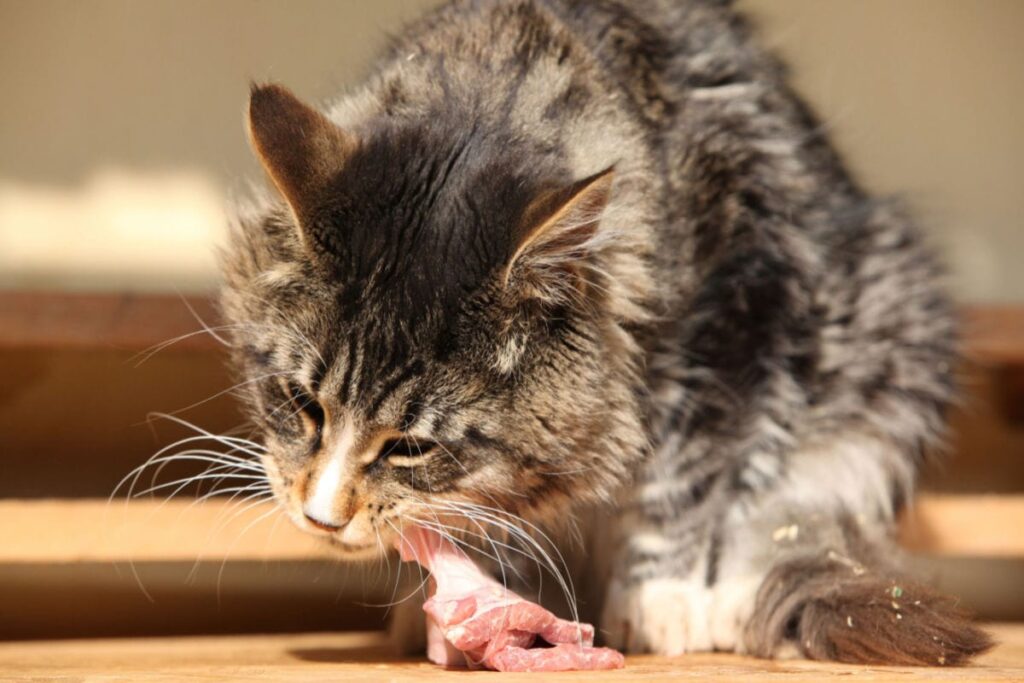 What is a raw outlet food diet for cats