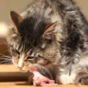 raw diet for cats