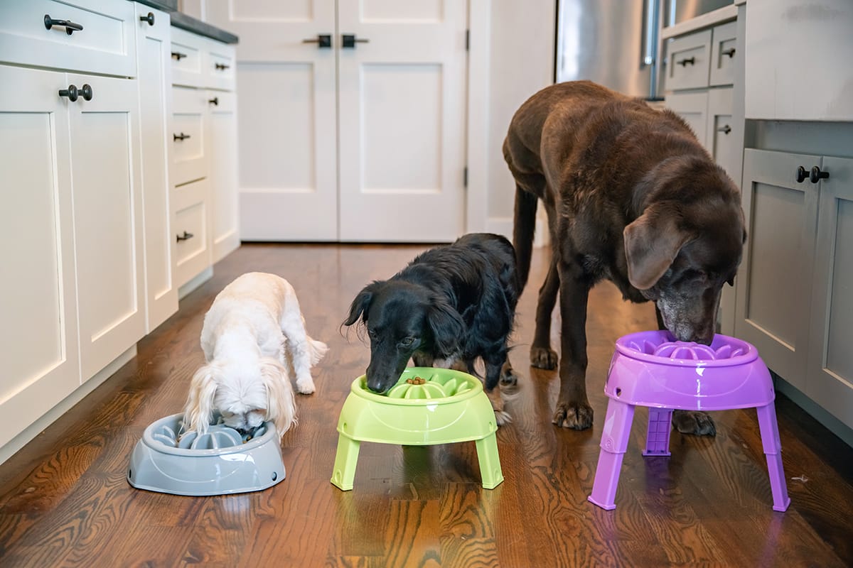 Heavy Dog Bowls That Can't Be Moved