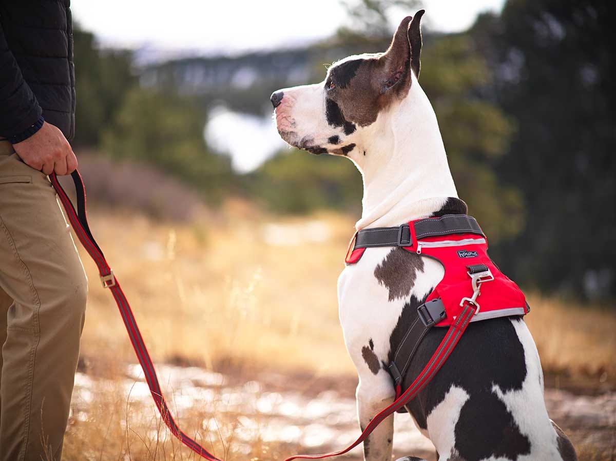 Why Are Retractable Leashes Bad? Let Us Count the Ways. Furtropolis