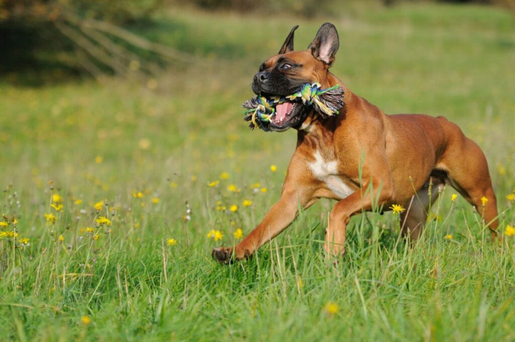 boxer running in a field