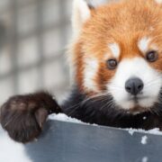 image of red panda. cover image of zoo animal enrichment blog