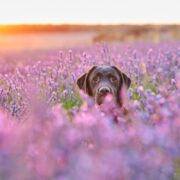 is lavender safe for dogs