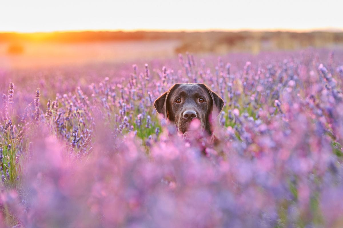 Is Lavender Safe for Dogs?