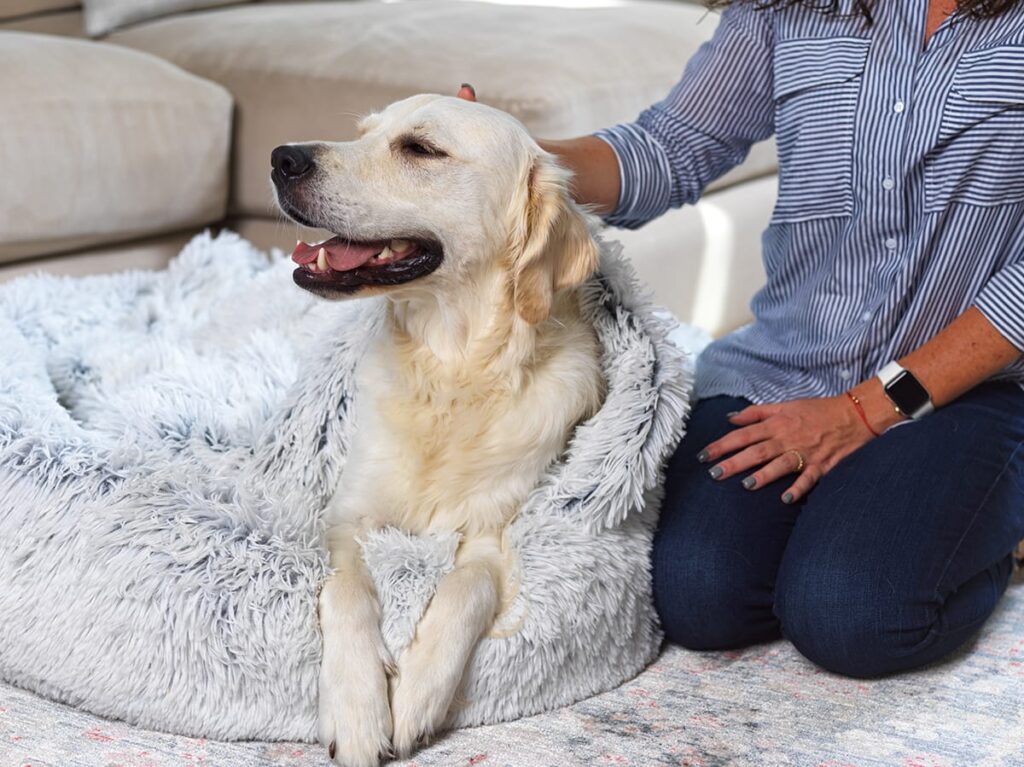 human petting their dog laying on a dog bed
