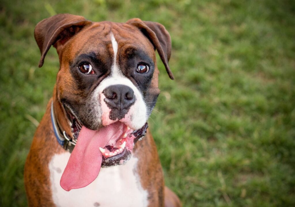 https://outwardhound.com/furtropolis/wp-content/uploads/2022/08/boxer-1024x718.jpg