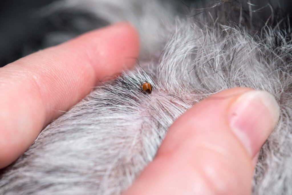 how to remove a tick from a cat