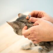 how to remove a tick from a cat