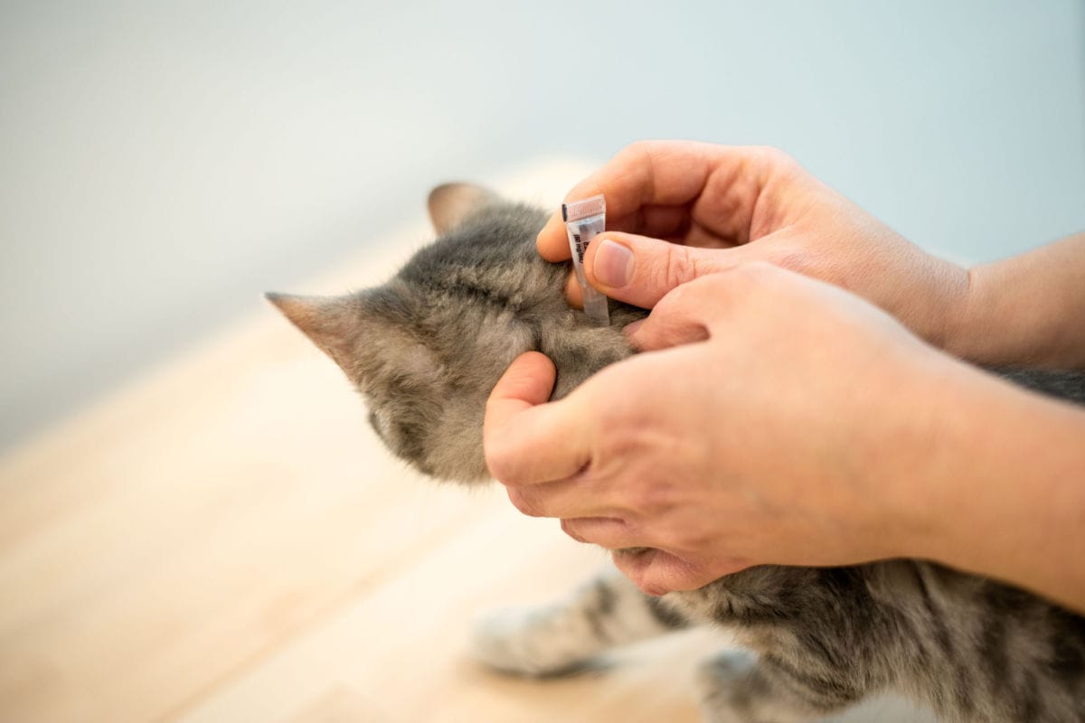 How To Remove a Tick From a Cat