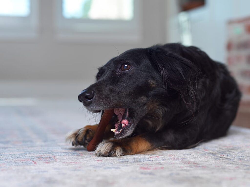 brown lab chewing a toy