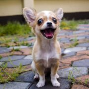 best toys for chihuahuas