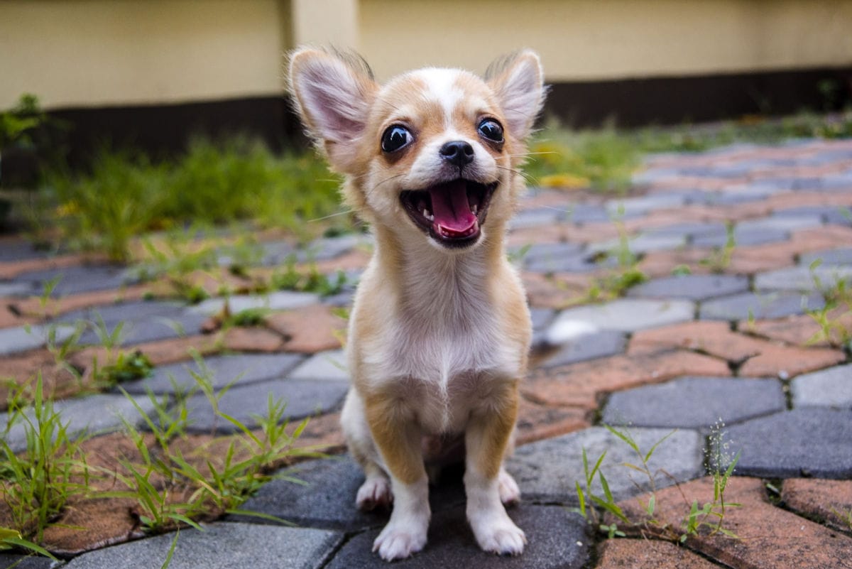 The Best Toys for Chihuahuas: Small Dogs, BIG Personalities