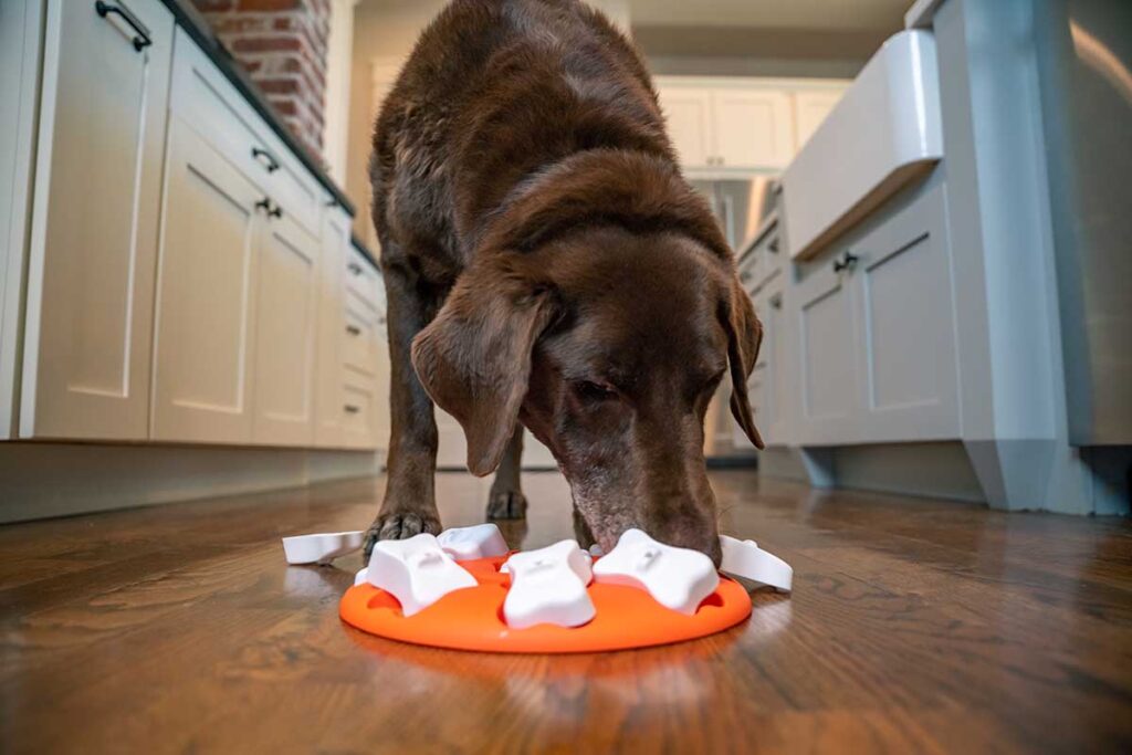 The 6 Best Dog Puzzle Toys for Mental Stimulation – Furtropolis