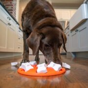 best brain toys for dogs