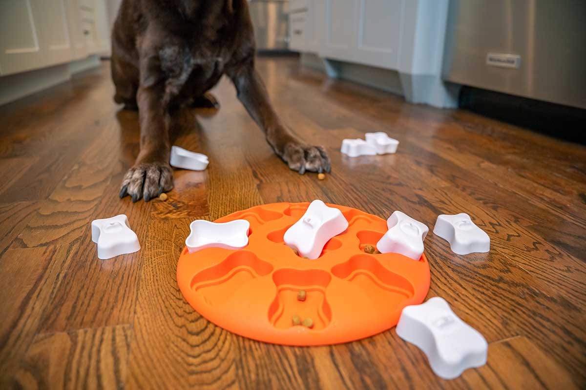 Banish Boredom With Fun Games and Activities for Dogs - The Dogington Post