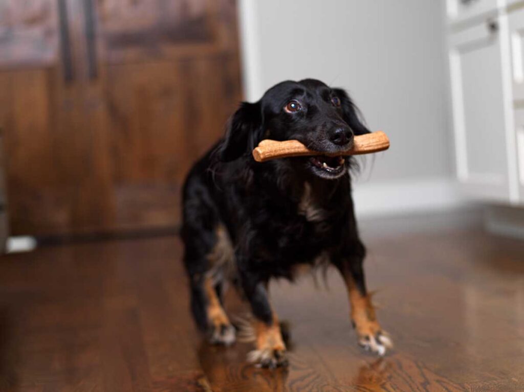 dog with a chew toy