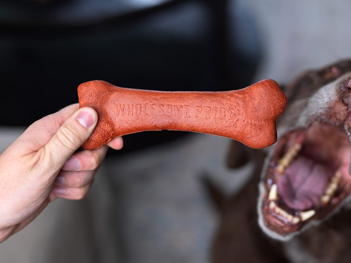 Help! My Dog Doesn’t Chew Food. Furtropolis