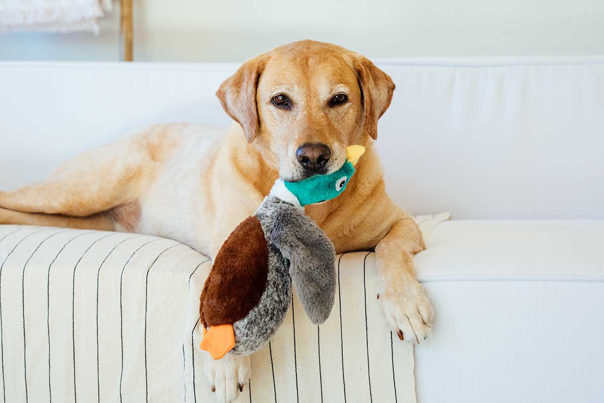 5 Crinkle Toys For Dogs That Stand